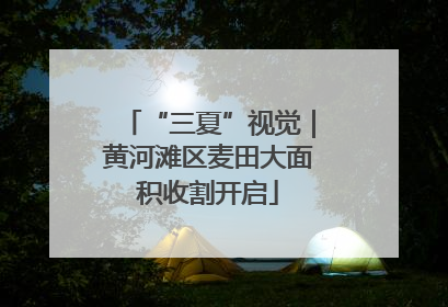 “三夏”视觉｜黄河滩区麦田大面积收割开启