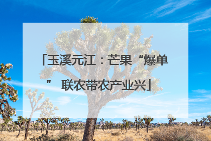 玉溪元江：芒果“爆单” 联农带农产业兴