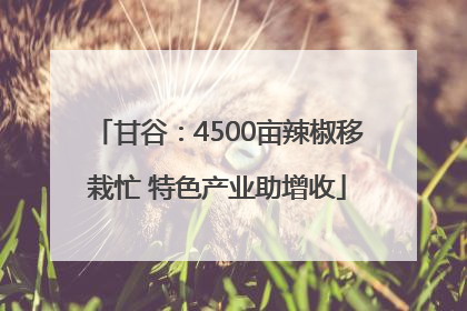甘谷：4500亩辣椒移栽忙 特色产业助增收