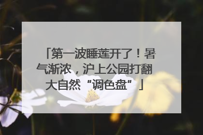 第一波睡莲开了！暑气渐浓，沪上公园打翻大自然“调色盘”