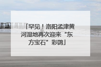 罕见！洛阳孟津黄河湿地再次迎来“东方宝石”彩鹮