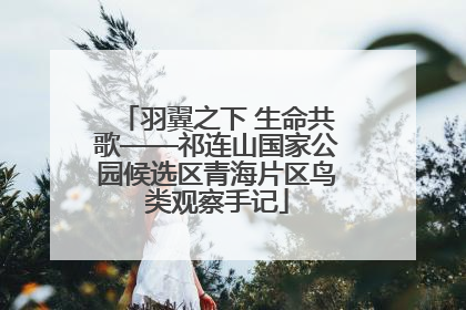 羽翼之下 生命共歌——祁连山国家公园候选区青海片区鸟类观察手记
