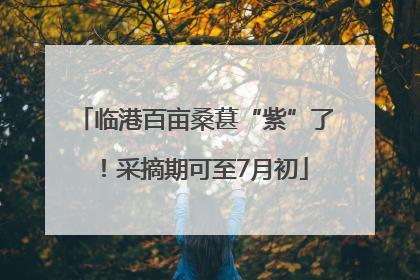 临港百亩桑葚“紫”了！采摘期可至7月初
