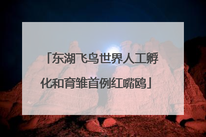 东湖飞鸟世界人工孵化和育雏首例红嘴鸥
