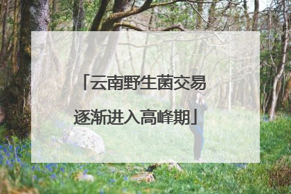 云南野生菌交易逐渐进入高峰期