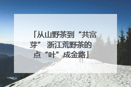 从山野茶到“共富芽” 浙江荒野茶的点“叶”成金路