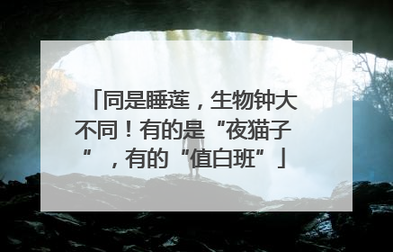 同是睡莲，生物钟大不同！有的是“夜猫子”，有的“值白班”