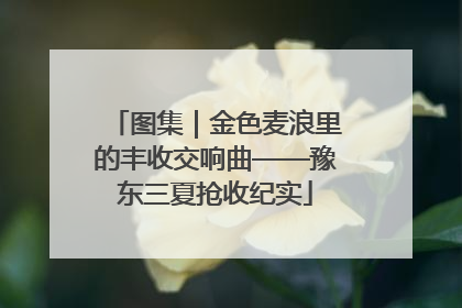 图集｜金色麦浪里的丰收交响曲——豫东三夏抢收纪实