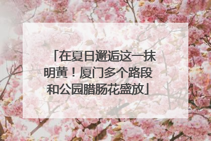 在夏日邂逅这一抹明黄！厦门多个路段和公园腊肠花盛放