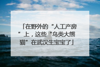 在野外的“人工产房”上，这些“鸟类大熊猫”在武汉生宝宝了