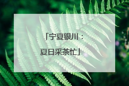 宁夏银川：夏日采茶忙