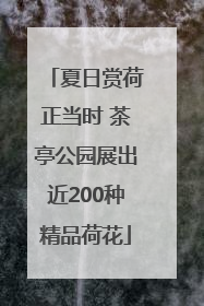 夏日赏荷正当时 茶亭公园展出近200种精品荷花