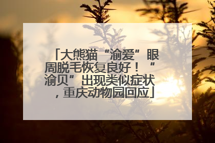 大熊猫“渝爱”眼周脱毛恢复良好！“渝贝”出现类似症状，重庆动物园回应