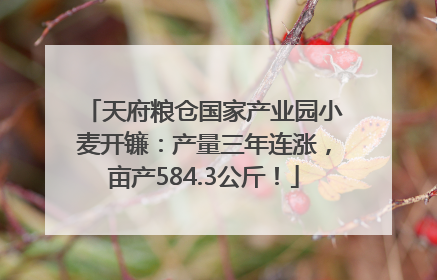天府粮仓国家产业园小麦开镰：产量三年连涨，亩产584.3公斤！