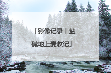 影像记录丨盐碱地上麦收记