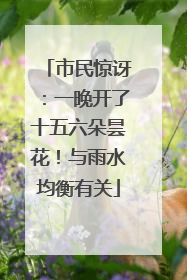 市民惊讶：一晚开了十五六朵昙花！与雨水均衡有关