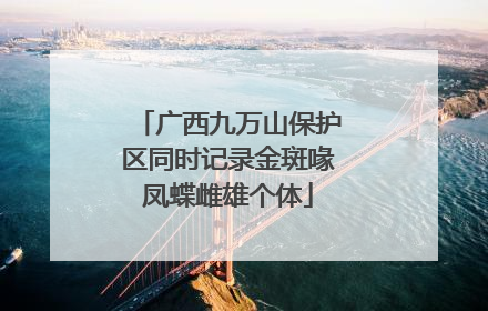 广西九万山保护区同时记录金斑喙凤蝶雌雄个体