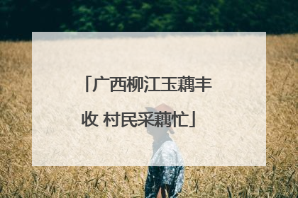 广西柳江玉藕丰收 村民采藕忙