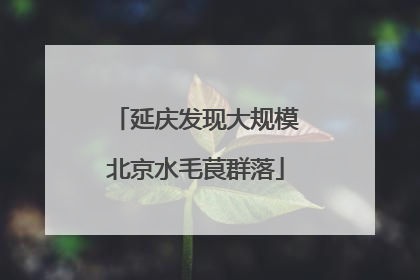 延庆发现大规模北京水毛茛群落
