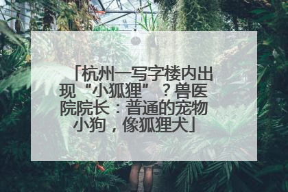 杭州一写字楼内出现“小狐狸”？兽医院院长：普通的宠物小狗，像狐狸犬