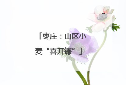 枣庄：山区小麦“喜开镰”