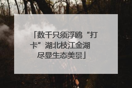 数千只须浮鸥“打卡”湖北枝江金湖 尽显生态美景