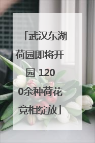 武汉东湖荷园即将开园 1200余种荷花竞相绽放