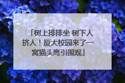 树上排排坐 树下人挤人！厦大校园来了一窝猫头鹰引围观
