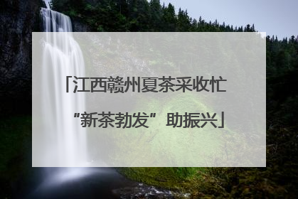 江西赣州夏茶采收忙 “新茶勃发”助振兴