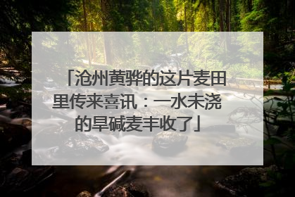 沧州黄骅的这片麦田里传来喜讯：一水未浇的旱碱麦丰收了