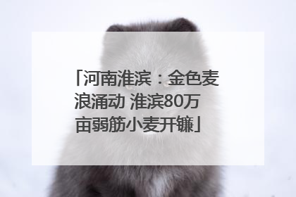 河南淮滨：金色麦浪涌动 淮滨80万亩弱筋小麦开镰