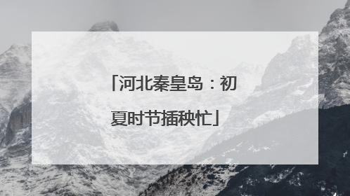 河北秦皇岛：初夏时节插秧忙