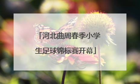河北曲周春季小学生足球锦标赛开幕