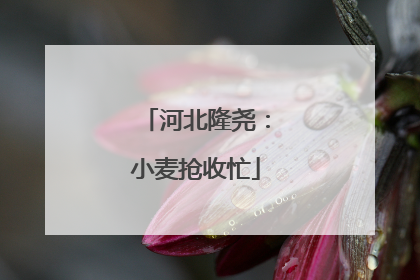 河北隆尧：小麦抢收忙