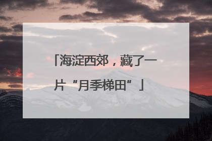 海淀西郊，藏了一片“月季梯田”