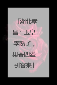 湖北孝昌：玉皇李熟了，果香四溢引客来
