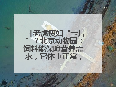 老虎瘦如“卡片”？北京动物园：饲料能保障营养需求，它体重正常，放心吧