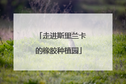 走进斯里兰卡的橡胶种植园