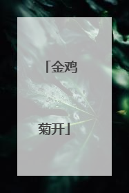 金鸡菊开