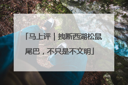 马上评｜拽断西湖松鼠尾巴，不只是不文明