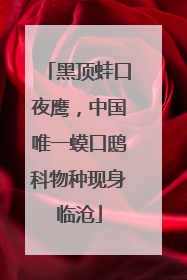 黑顶蛙口夜鹰，中国唯一蟆口鸱科物种现身临沧