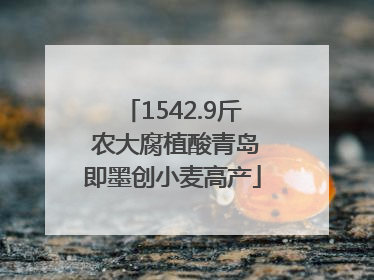 1542.9斤 农大腐植酸青岛即墨创小麦高产