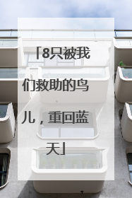 8只被我们救助的鸟儿，重回蓝天